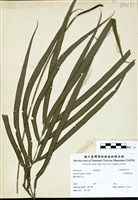 藏品(長葉鳳尾蕨)的圖片